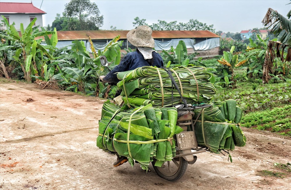 Lá[-]chuối[-]thay[-]nilon,[-]người[-]dân[-]kiếm[-]bạc[-]triệu[-]từ[-]nghề[-]chặt[-]lá[-]chuối